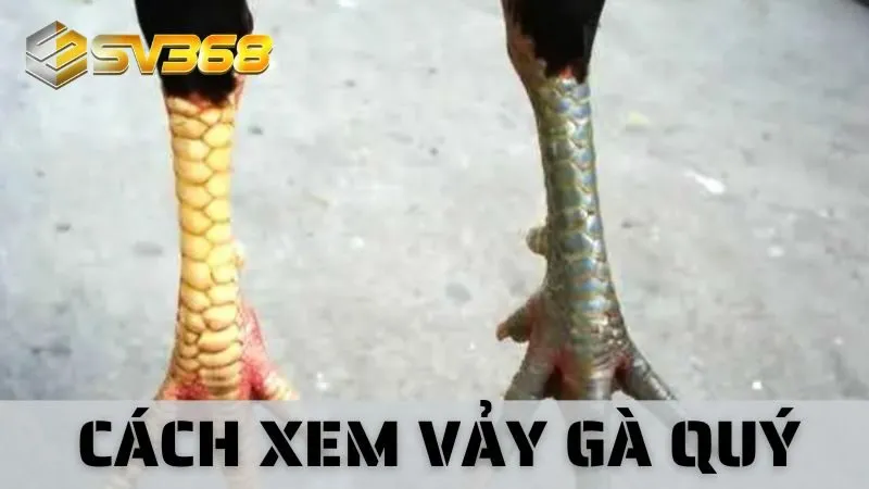 Cách Xem Vảy Gà Quý Tại SV368: Bí Kíp Đỉnh Cho Dân Chơi