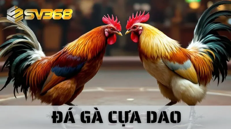 Đá Gà Cựa Dao SV368: Lý Giải Sức Hút Môn Thể Thao Máu Lửa