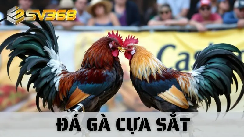 Đá Gà Cựa Sắt SV368 - Trận Chiến Máu Lửa Đến Nghẹt Thở