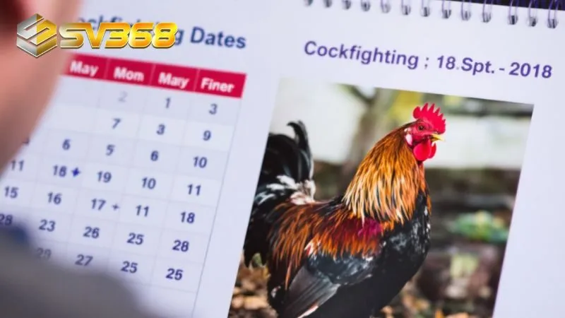 Các điểm mấu chốt cần nhớ khi áp dụng cách chọn ngày chọi gà tại nhà cái
