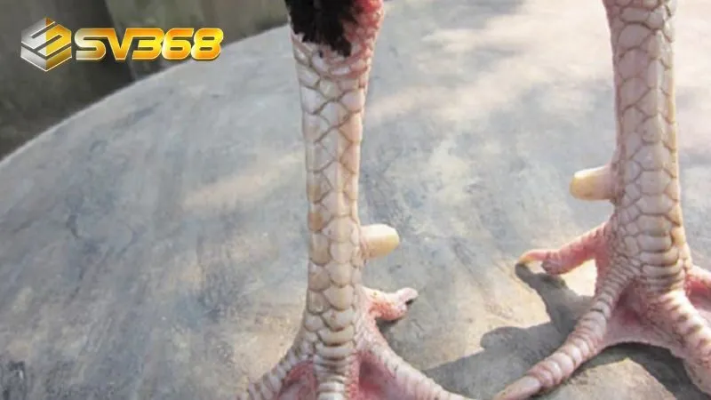 Hiểu đúng về thuật ngữ cách xem vảy gà quý cùng SV368